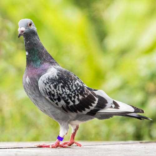 100 peças de faixas de perna de anel de pássaro - faixas de plástico para pés de pombo, anéis de per