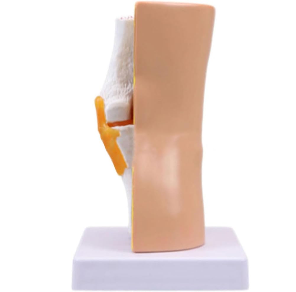 Generico Modello di Anatomia dell'Articolazione del Ginocchio Umano Ausilio Didattico Modello di Ginocchio Flessibile per Educazione Scientifica, Modello Didattico