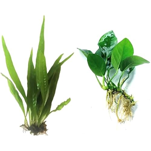Java Fern and Anubias Aquarium Plant Bundle - Live Freshwater Plants for Aquascaping, Low Maintenance, Easy Beginner Friendly Decor for Fish Tank