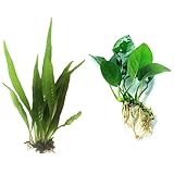 Java Fern and Anubias Aquarium Plant Bundle - Live...