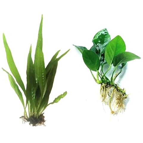 Live plants reducing the need for chemical media