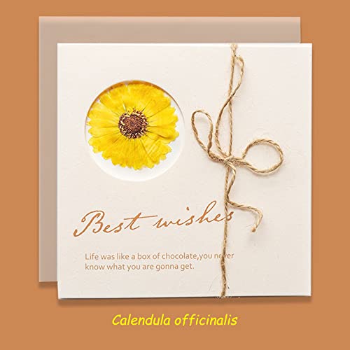 3Pcs Plant Specimen Greeting Card Dry Flower Greeting Card Party Invitation Card Natural Greeting Card Handmade Card (Pink Bougainvillea Spp+Lygodium Japonicum（Thunb）Sw+Calendula Officinalis) #TOP3