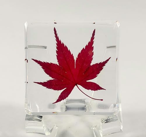 1.5" Real Red Japanese Maple Leaf in Crystal Clear Lucite Resin Specimen Dried Pressed Botanist Herb Herbarium Crafts Collection for Botany Science Education & Desk Ornament Display Supplies
