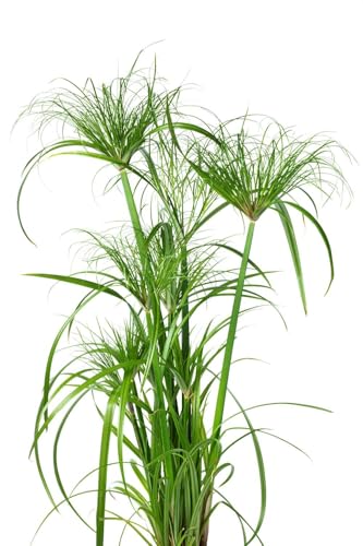 Graines Papyrus du Nil - cyperus papyrus - Sachet d'environ 100 graines - Graines de style - Entreprise française