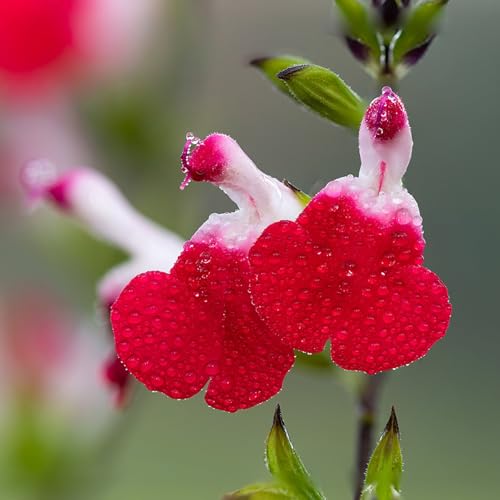 Salvia Hot Lips Plants | 3 Live Seedlings | Salvia microphylla | Red and White Bi-Color Flowers | Hardy Perennial for Sunny Gardens Salvia Hot Lips Plants | 3 Live Seedlings | Salvia microphylla | Red and White Bi-Color Flowers | Hardy Perennial for Sunny Gardens