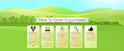 Spacemaster Cucumber Seeds - Heirloom Non-Gmo Usa Grown - Compact Bush Variety Produces 8" Cucumbers On Compact Vines Perfect For Small Spaces And Container Gardening - By Rdr Seeds #TOP7
