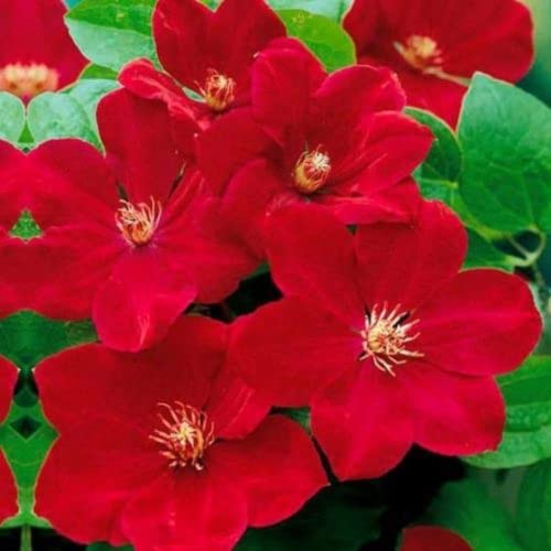 CHUXAY GARDEN 25 Seeds Clematis 'Rebecca',Early Large-Flowered Clematis,Bright Red Clematis Seed Ornamental Flowering Plant Beautiful Potted Plants - Thumbnail 3
