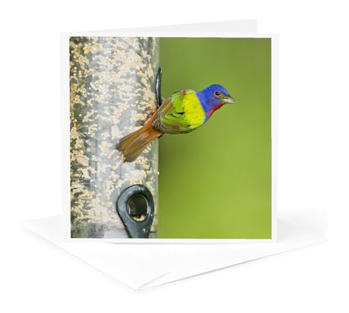 3dRose Painted Bunting Male Bird Greeting Card US44 LDI1046