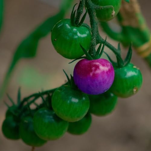 During Caregiving, They Defer While You Do It