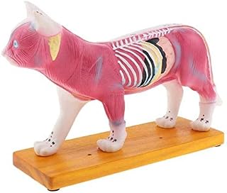 Animal Acupuncture Points Model, Cat Anatomical Model, 4D Lab Demonstration Model Teaching Display