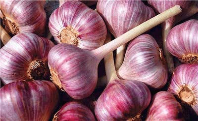 Graines De Légumes À L'Ail Frais Pour La Plantation Violet Paquet De 100 Graines