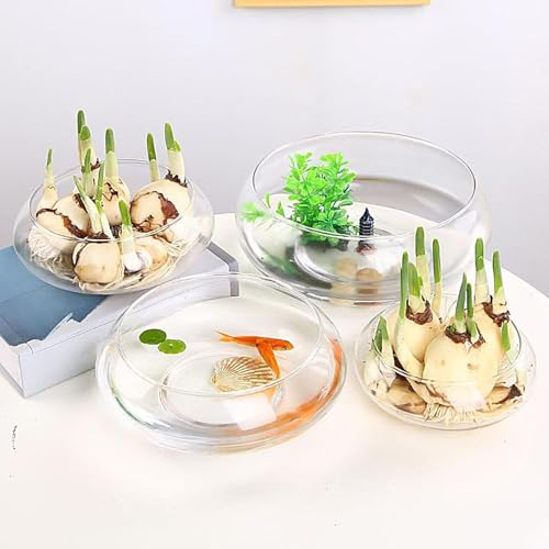 Pot à 25 cm pour d'intérieur résistant pour cactus et succulentes