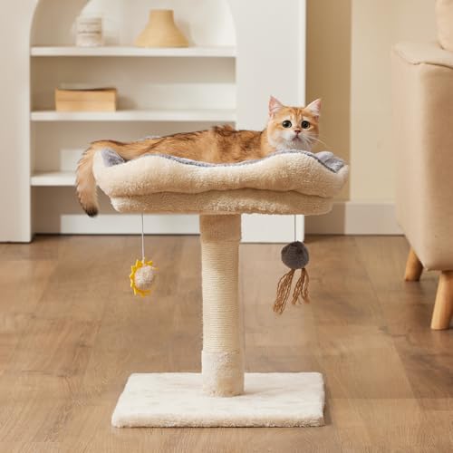 Gardner Pet 20" Cat Tree, Solid Wood Small Cat Tree, Removable Bed, Sisal Scratching Post & Hanging Toys, Compact Cat Tower Perch for Kittens & Indoor Cats (Beige, Square)