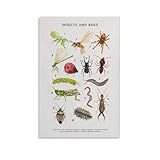 Pädagogisches Poster mit Insekten und Käfern, Montessori, 