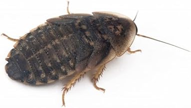 Anthouse - Blaptica Dubia Size S (5 mm) – Nutritious Live Food for Reptiles and Small Mammals –Live Cockroaches to Feed Terrarium Animals - Contains 70% Protein - 50-60 Units