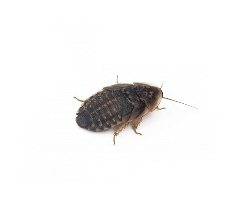 Anthouse - Blaptica Dubia Talla L (hasta 60 mm) - Alimento Vivo Nutritivo para Reptiles y Mamíferos Pequeños