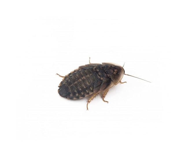 Anthouse - Blaptica Dubia Talla L (hasta 60 mm) - Alimento Vivo Nutritivo para Reptiles y Mamíferos Pequeños