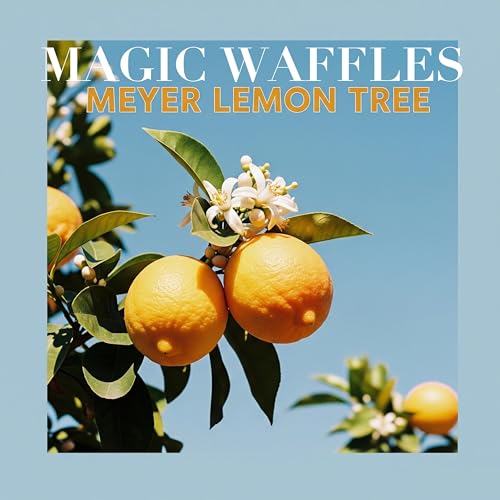 Meyer Lemon Tree
