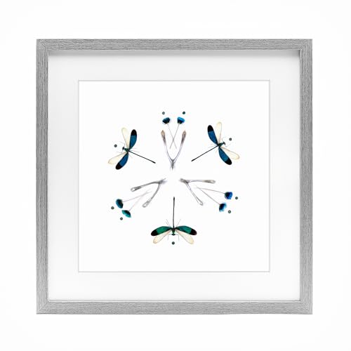 Dragonfly Symmetry Nature, 13 x 13 Inch Framed Print Under Glass