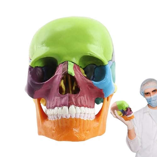 Human Anatomy skullModel - Full Size Cranial, Educational skullStructure, 15 Piece Bone Study Model, Realistic Artificial Cranium | Detailed Medical Training skullHead Display with Detachab