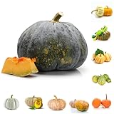 40 Piezas Semillas de Calabaza - Maceta de Balcón con Cama Elevada Semillas de Calabaza Cucurbita moschata Serie de Plantas Raras Semillas de Hortalizas Semillas de jardín de Especias