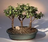 Broskan Japanese Baby Jade Bonsai Tree - Portlacaria Afra 3 Bonsai Tree Group 9"-11" Tall 4-5 Years