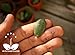 Jade Money Plant Good Luck feng Shui Tree crassula Indoor Succulent Leaf Seed