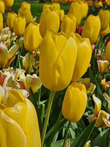 Garden Elements Live Flower Bulbs, Yellow Big Smile Darwin Tulip Bulbs (Pack of 50) Garden Elements Live Flower Bulbs, Yellow Big Smile Darwin Tulip Bulbs (Pack of 50)