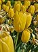 Yellow Big Smile Darwin Tulip Bulbs 50 Pack