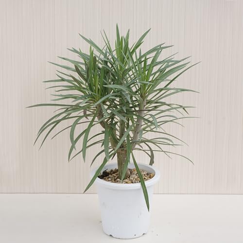 �����A�� �Z�l�V�I �N���C�j�A �����L�[�c���[ 4�� 1�� ���Y�� �{�� Senecio kleinia �V�� �� ���A�ϗt �ϗt�A�� �͂Ȃ݂ǂ�