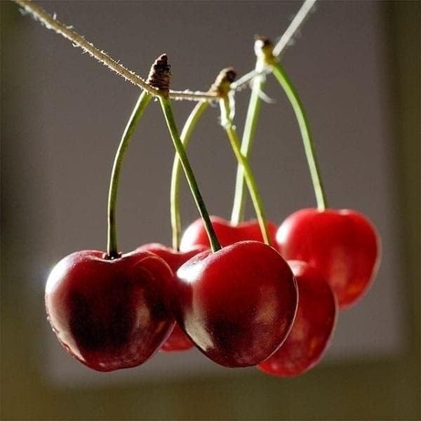 Cherry fruit seeds | organic fruit seeds | Red black mix sweet cherry seed For Your Garden and home planting Pack of 10 seeds