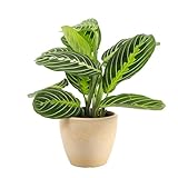 Thorsen's Greenhouse Lemon Lime Prayer Plant, Live...