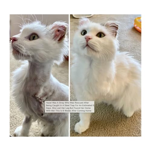 Finding Homes, Saving Lives