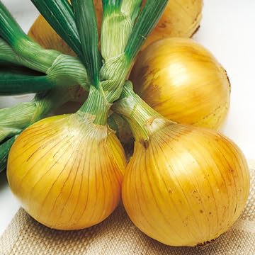 Amazon | タマネギ種 【 ソニック 】 2dL （タキイ種苗） | 野菜