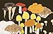 Mushrooms: A Guide for the Curious