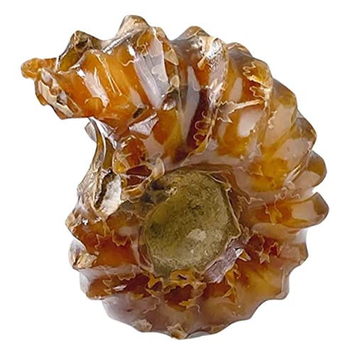 ULTECHNOVO 50g Crystal Conch Shaped Natural Stone Ornament Decorative Heart Crystal Cluster Unique Tabletop Adornment Decor for All Spaces Collectors and Nature Lovers