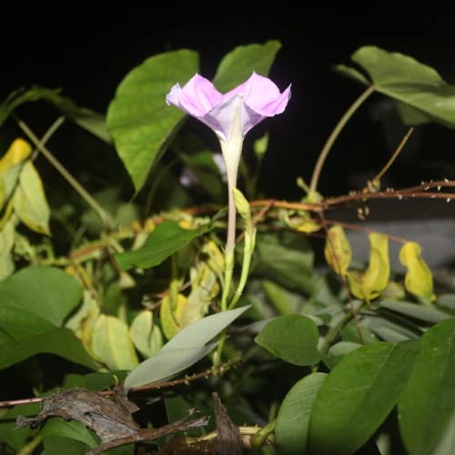 Chuxay Garden Ipomoea Muricata Seed 10 Seeds Ornamental Flowering Plant Lavender Moonvine Beauty Moonflower Wonderful Choice For Garden #TOP3