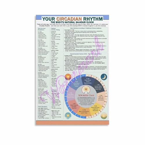 Circadian Rhythm Chart Body Clock & Sleep Cycle Guide Poster
