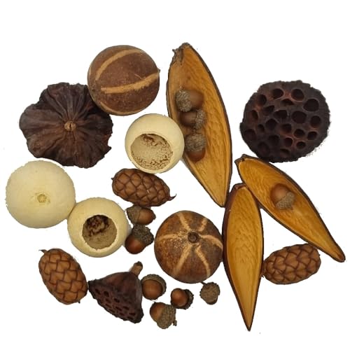 Natural Dried Seed & Pod Set – Eco-Friendly Decorative Botanicals with Bellani Pumpkins, Acorns, Bell Cups, Lotus Heads, Uxi & Canoinhas Pods – Rustic Home, Craft & Christmas Table Decorations