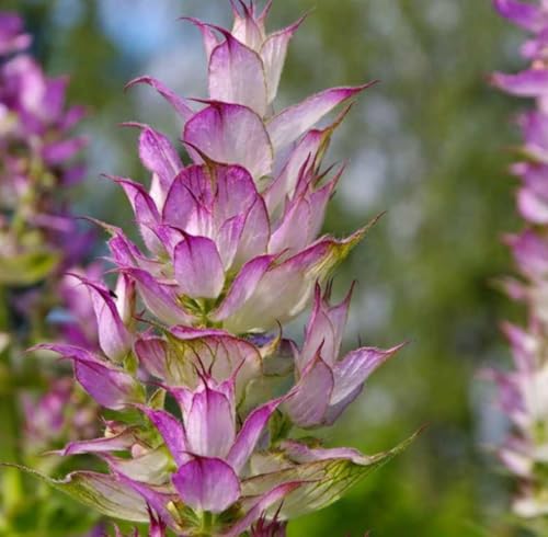 Aceite Esencial de Salvia Esclarea Orgánico Puro 5 mL miniatura 3