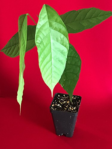 Trinitario Theobroma Cacao Cocoa Chocolate Fruit Tree Potted Plant Red Medium #TOP2