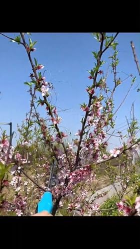 Electric Pruning Shears for Fruit Trees Handheld Flower Trimmer with Bidirectional Rotation for Efficient Bud and Flower Care Gardening Tool for Homeowners