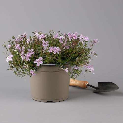 Kölles Beste Polster-Flammenblume 'Candy Stripes' rosa-weiß, 3 Liter Topf