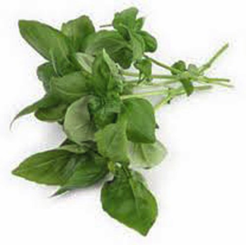 Basil, Sweet Genovese, 25 Seeds, Great All Around Basil, Makes Excellent Pesto - Image 2