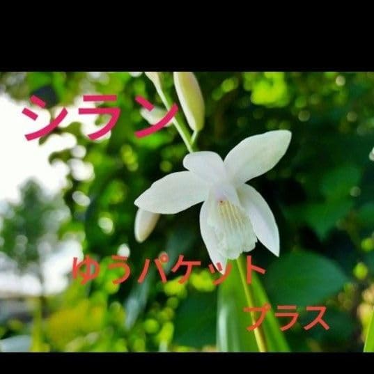 シラン 白花 シロバナシラン