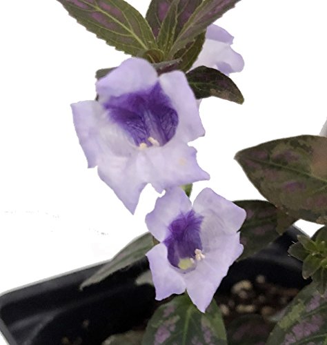 Persian Shield Live Plant - Strobilanthes - Inside/Out - 2" Pot #TOP4