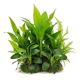 Cichlid-Friendly Live Aquarium Plant Bundle 3-Pack...