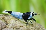 Garnelen Blue Shadow Mosura - Caridina spec. (Taiwan Bee)