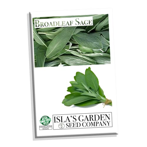 Broadleaf Sage Seeds For Planting, 100+ Seeds Per Packet, (Isla's Garden Seeds), Non Gmo & Heirloom Seeds, Botanical Name: Salvia Officinalis, Great Herb Garden Gift #TOP22