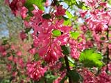 4 Red Flowering Currant Seeds